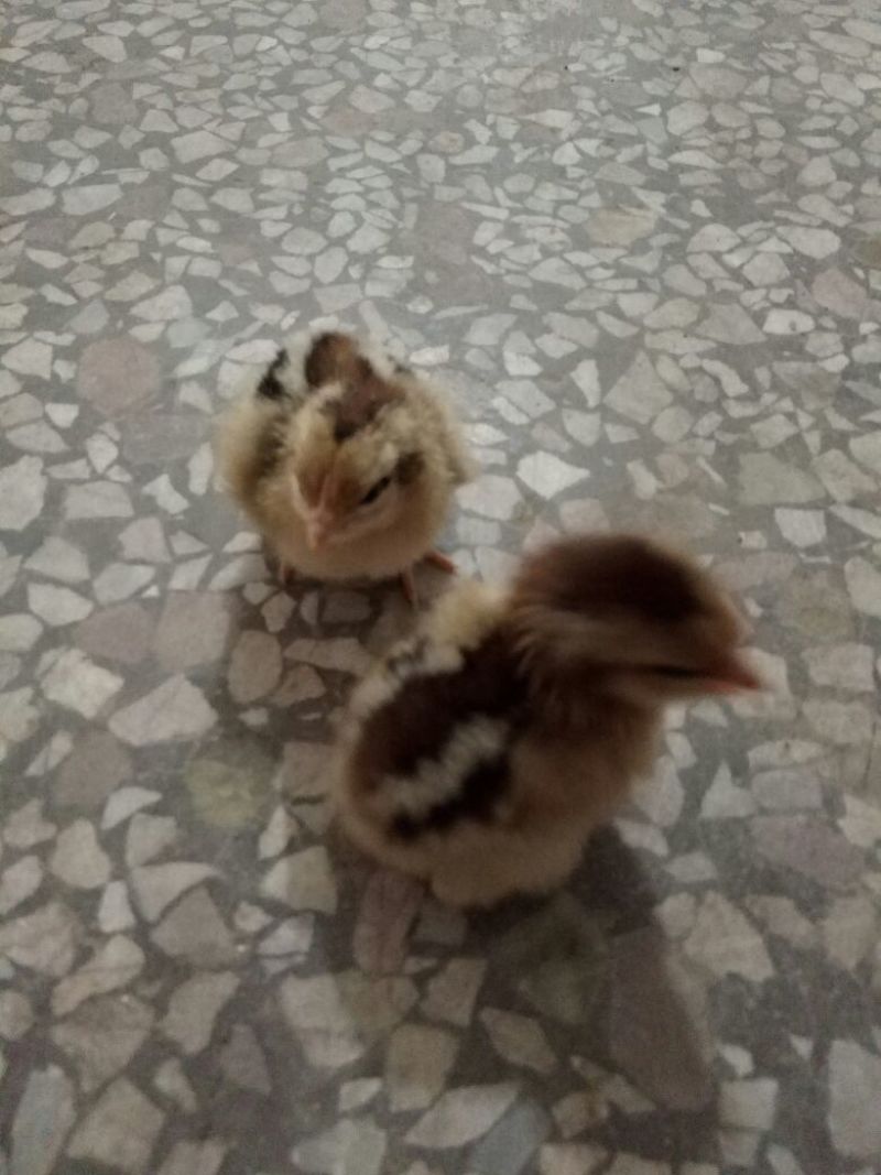 土鸡苗1斤以下