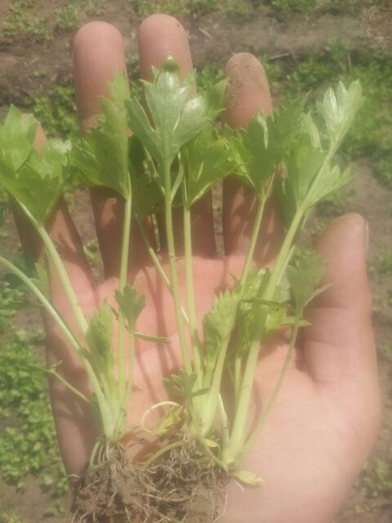 芹菜苗，规格齐，包品种，包质量包成活
