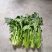 大叶菠菜25~30厘米