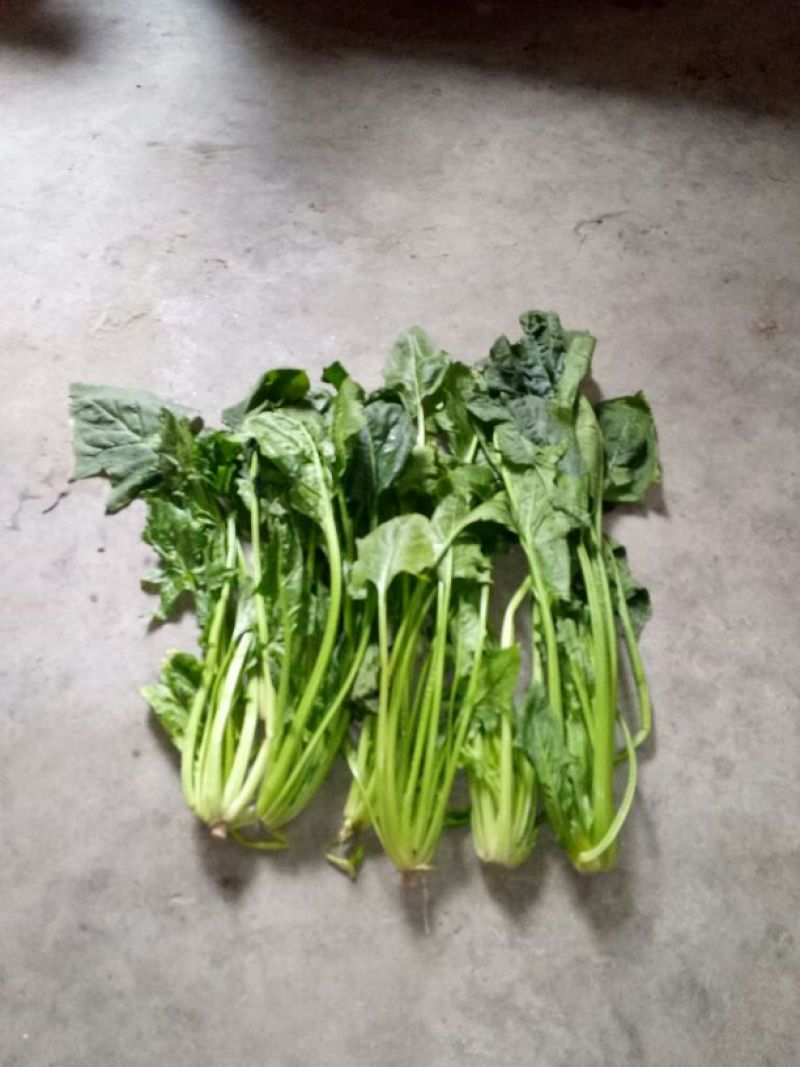 大叶菠菜25~30厘米