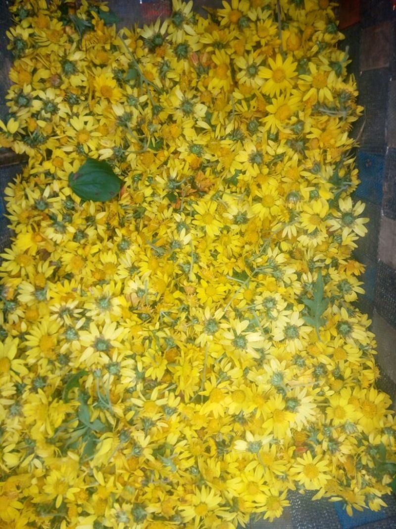 野菊花