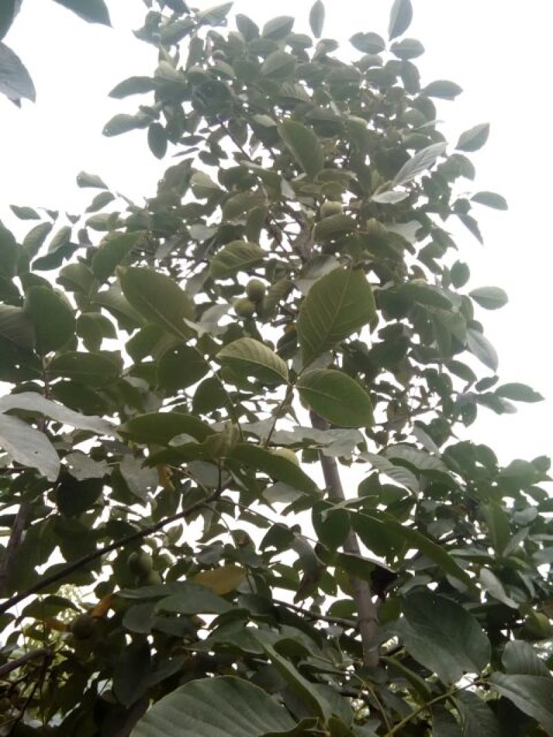 青皮核桃30mm以上去皮