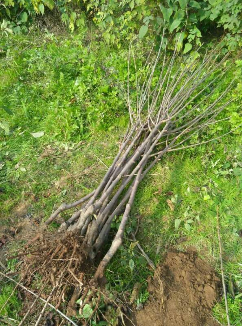 樱桃树苗2年50~80cm