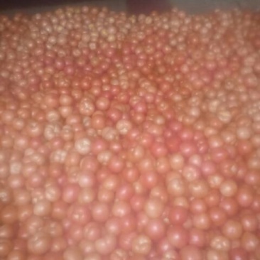 硬粉西红柿硬粉弧一以下