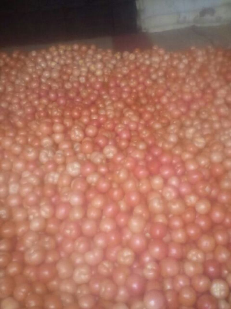 硬粉西红柿硬粉弧一以下