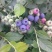 蓝莓苗新品种蓝莓苗1-5苗保湿邮寄免费提供种植
