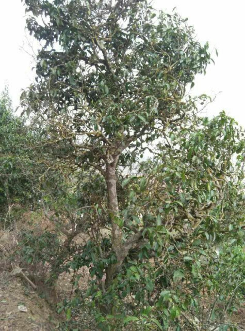 本山茶一级