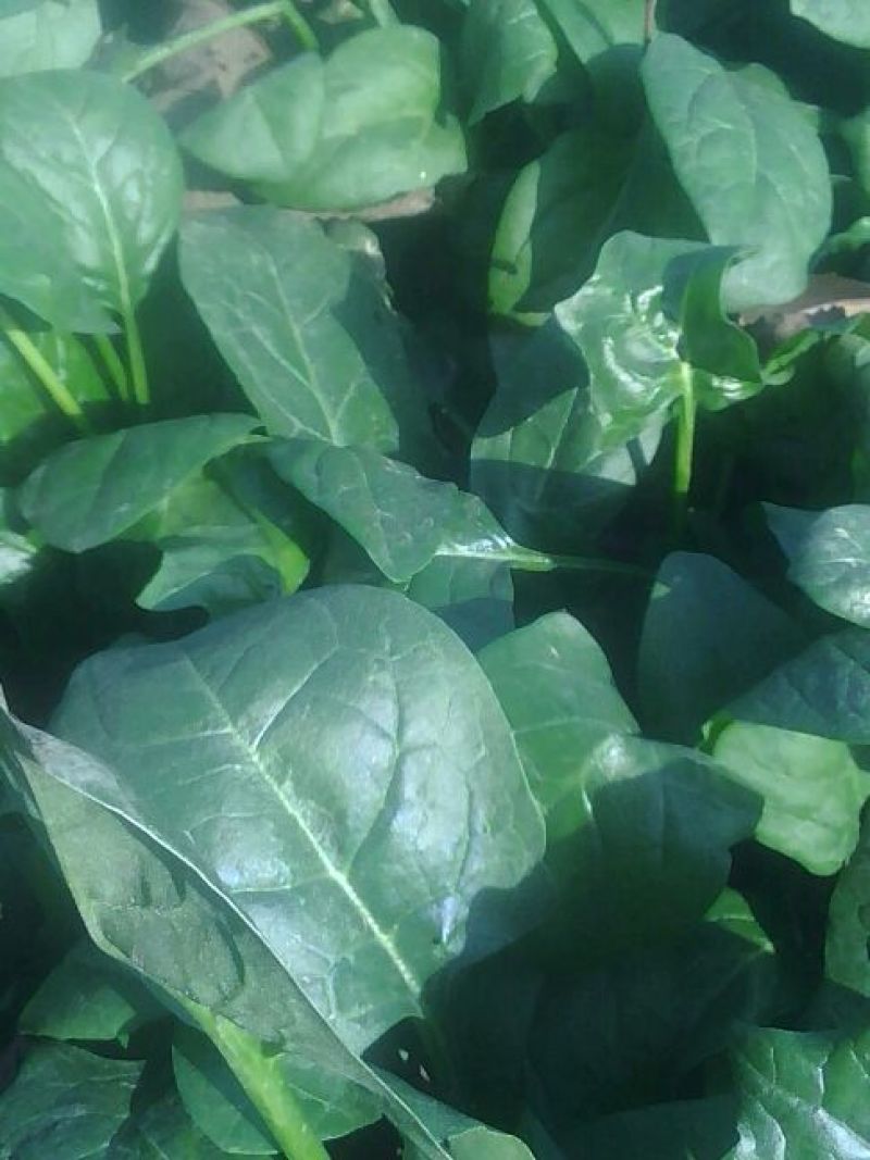 大叶菠菜25~30厘米