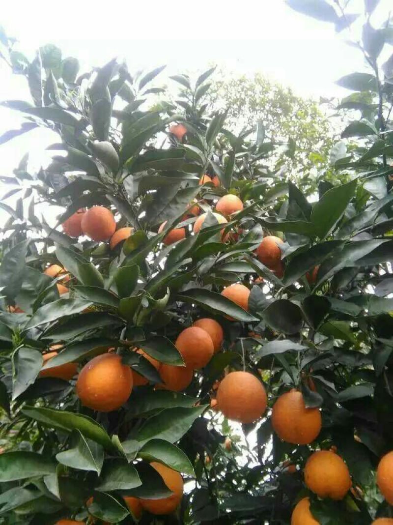 夏橙
