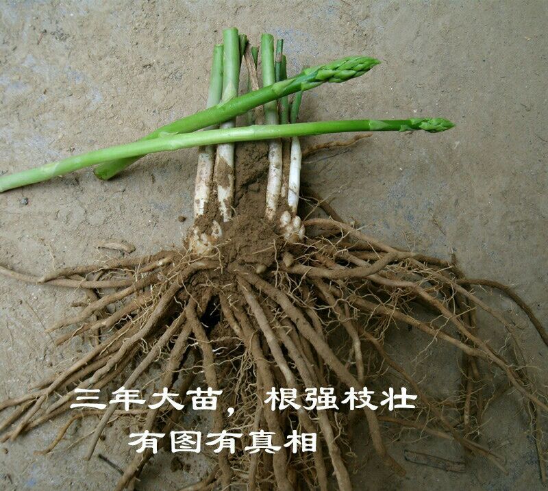 芦笋苗