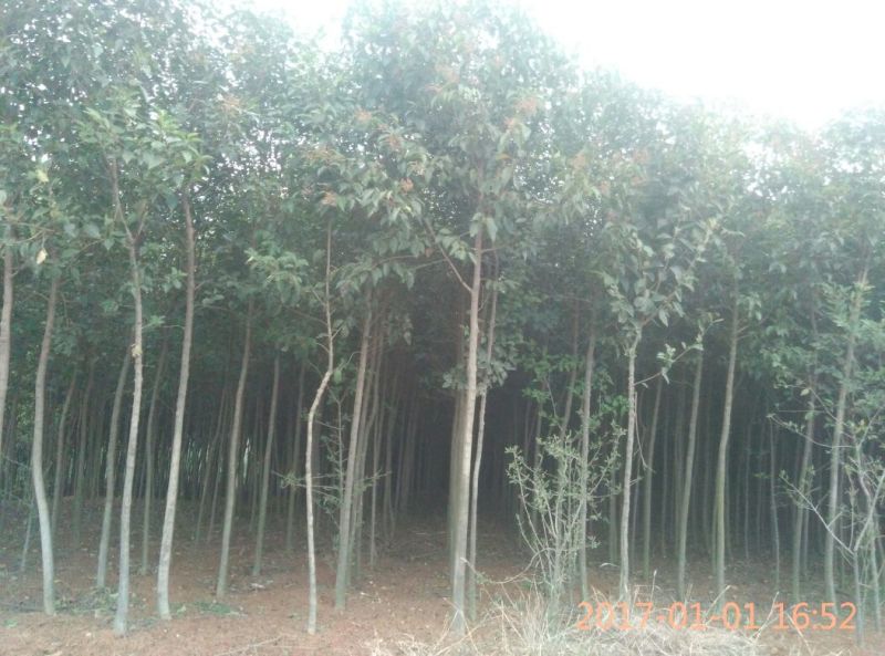 【大叶冬青苗】80cm以上河南南阳苗木基地直供品质保证