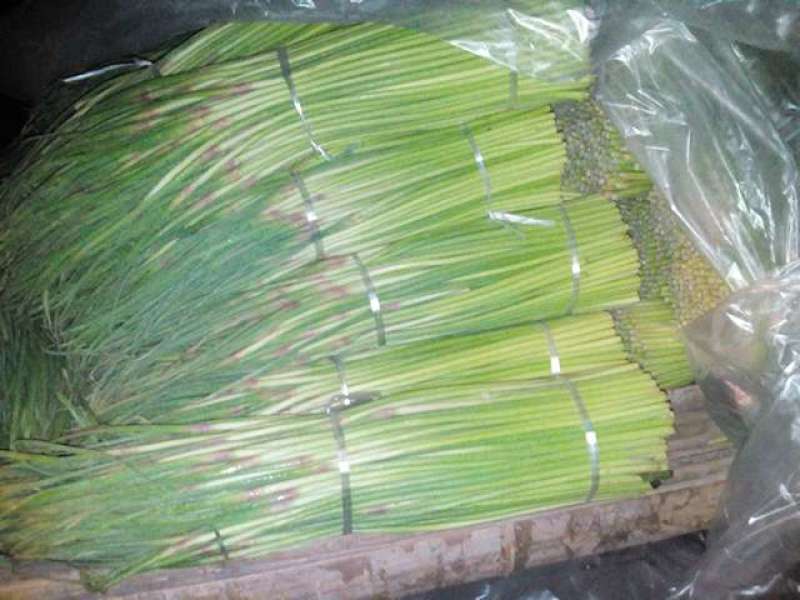 蒜薹