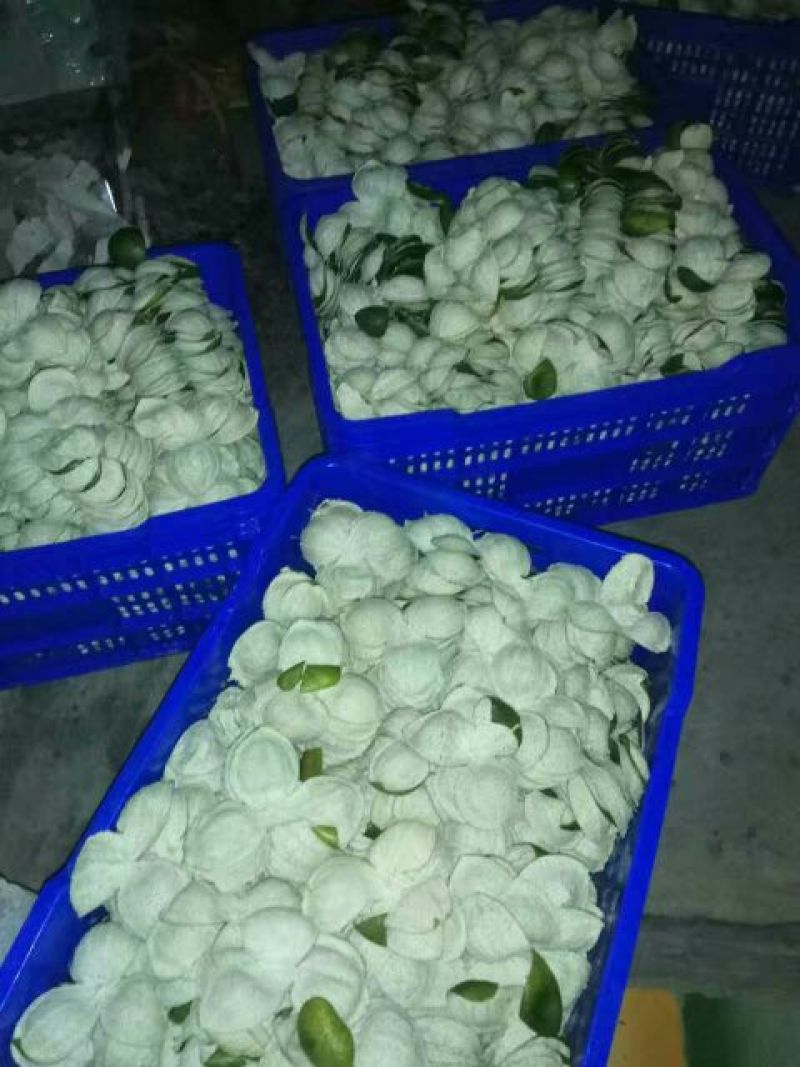 新会柑欢迎到场现摘现开皮