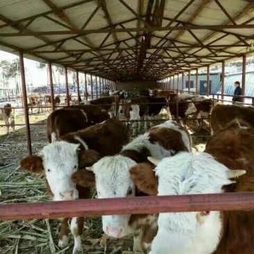 牛犊400~500kg