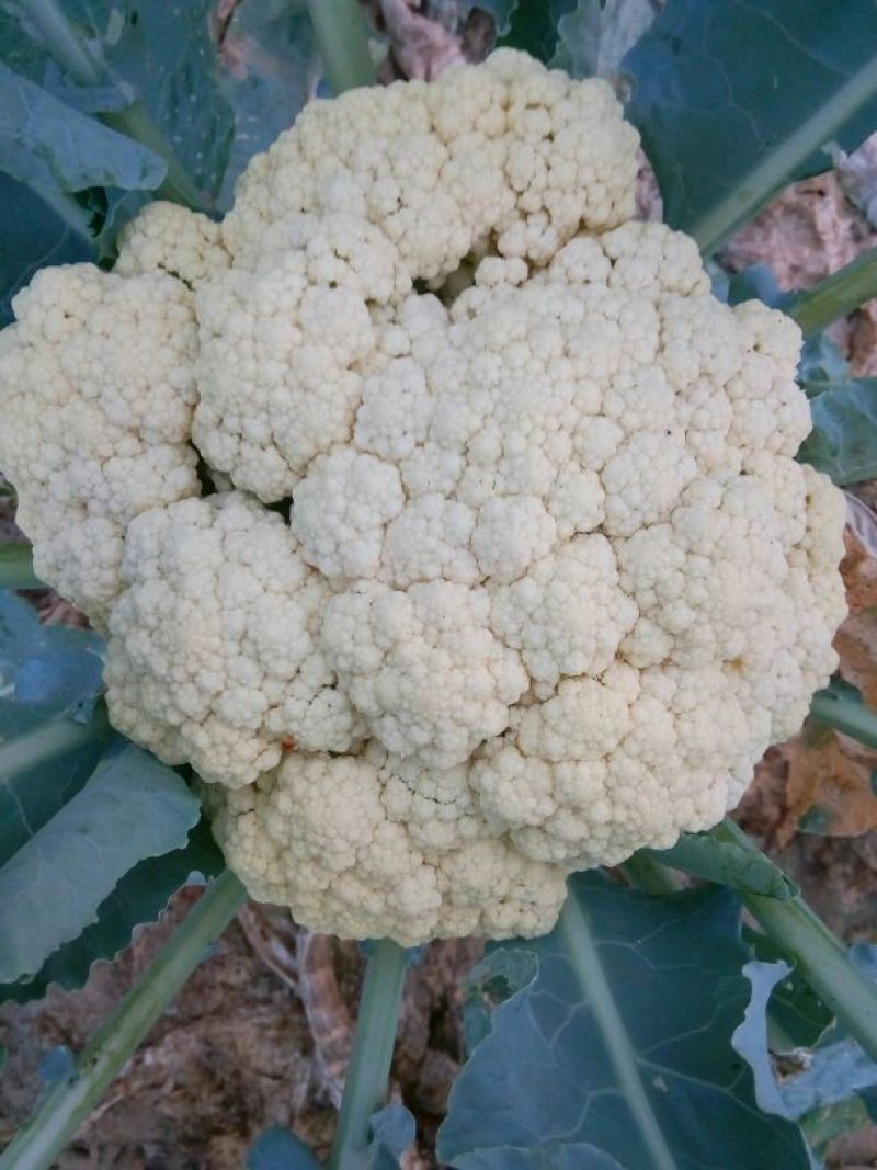 白花菜散装