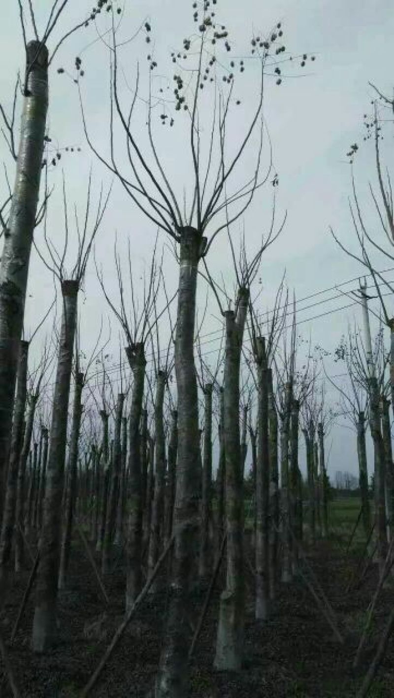 栾树