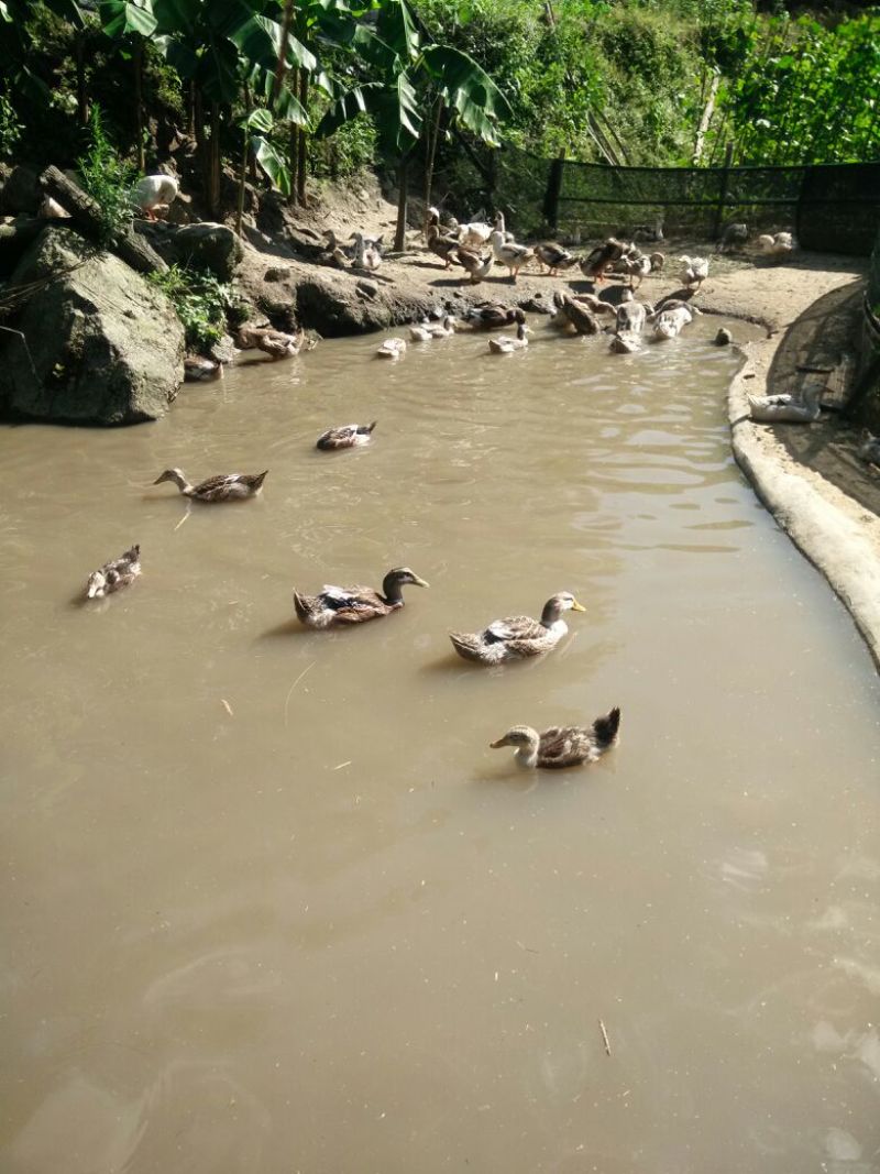 土鸭3~4斤