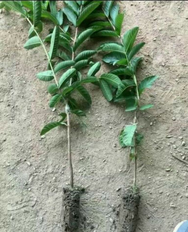 番石榴苗