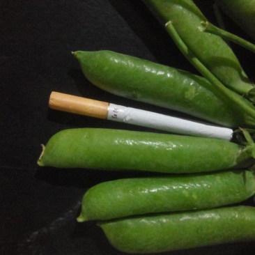 长寿仁甜脆豌豆云南丽江大青豌豆单花单荚
