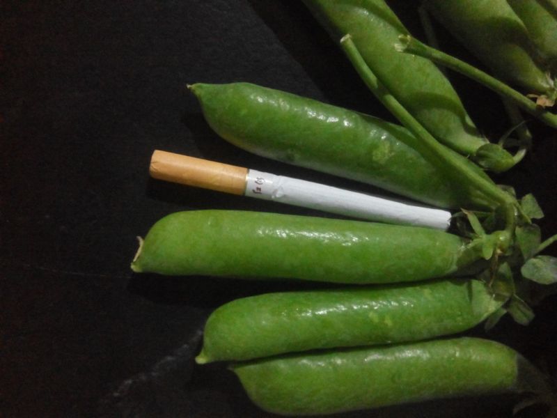 长寿仁甜脆豌豆云南丽江大青豌豆单花单荚