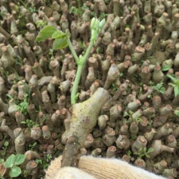 葛根苗广西无渣粉葛根种段产地直供可视频看货