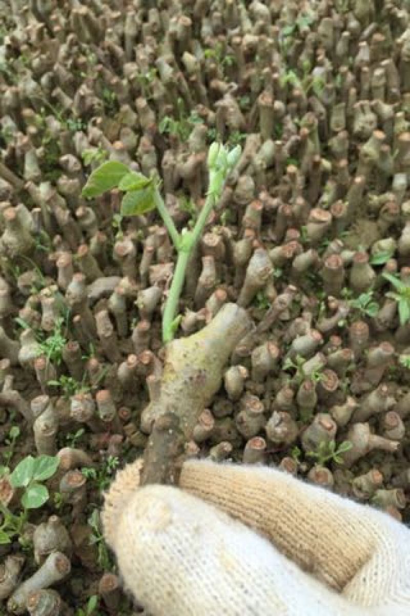 葛根苗广西无渣粉葛根种段产地直供可视频看货