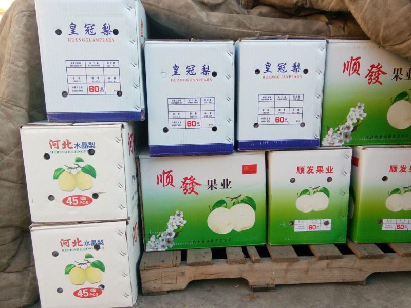 皇冠梨