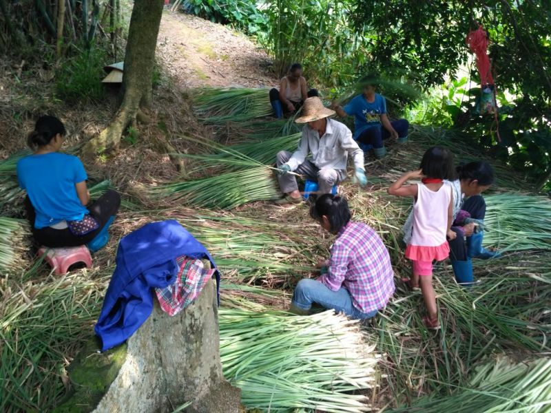 香茅，泰国香茅，越南香茅，基地供货，量大更优惠