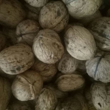 薄皮核桃25mm以下去皮干