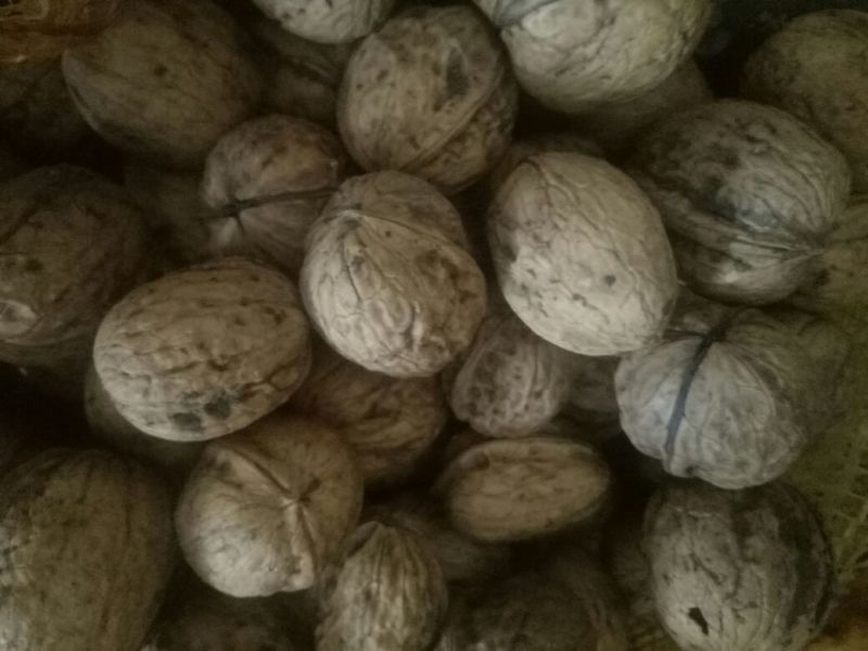 薄皮核桃25mm以下去皮干