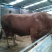 鲁西黄牛犊100~200kg