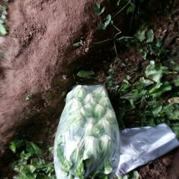 意大利生菜4两~5两