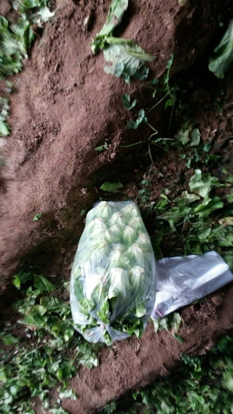 意大利生菜4两~5两