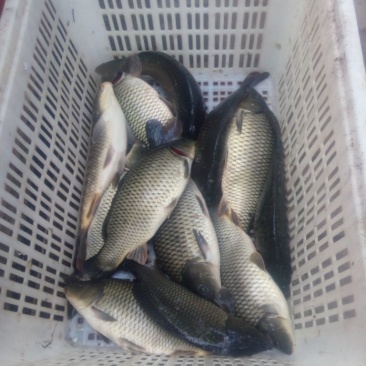 池鲤鱼食用2~3公斤