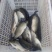 池鲤鱼食用2~3公斤