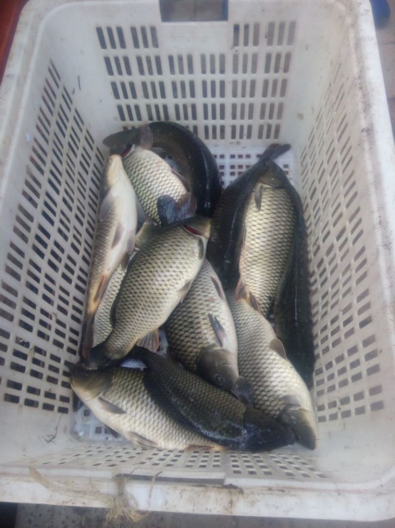 池鲤鱼食用2~3公斤