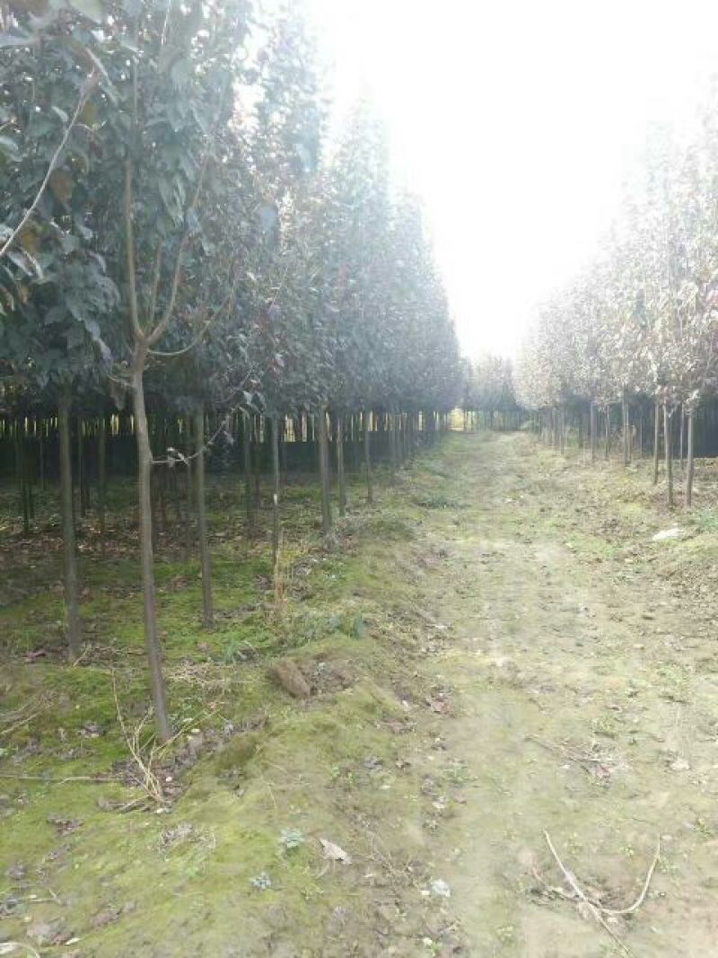 大量出售，红叶李，太阳李