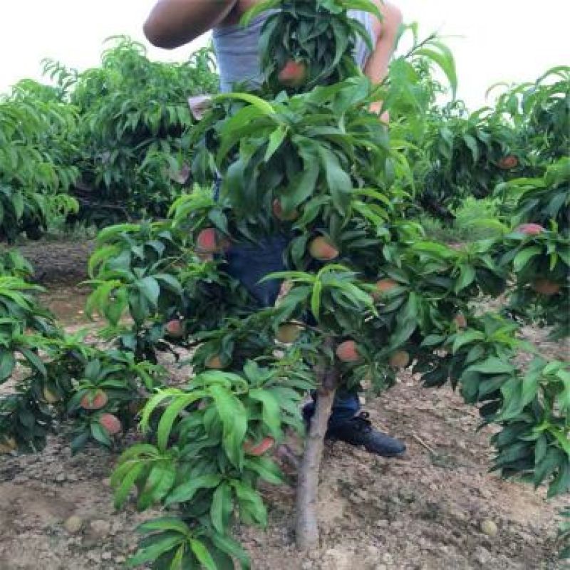桃树苗80cm以上