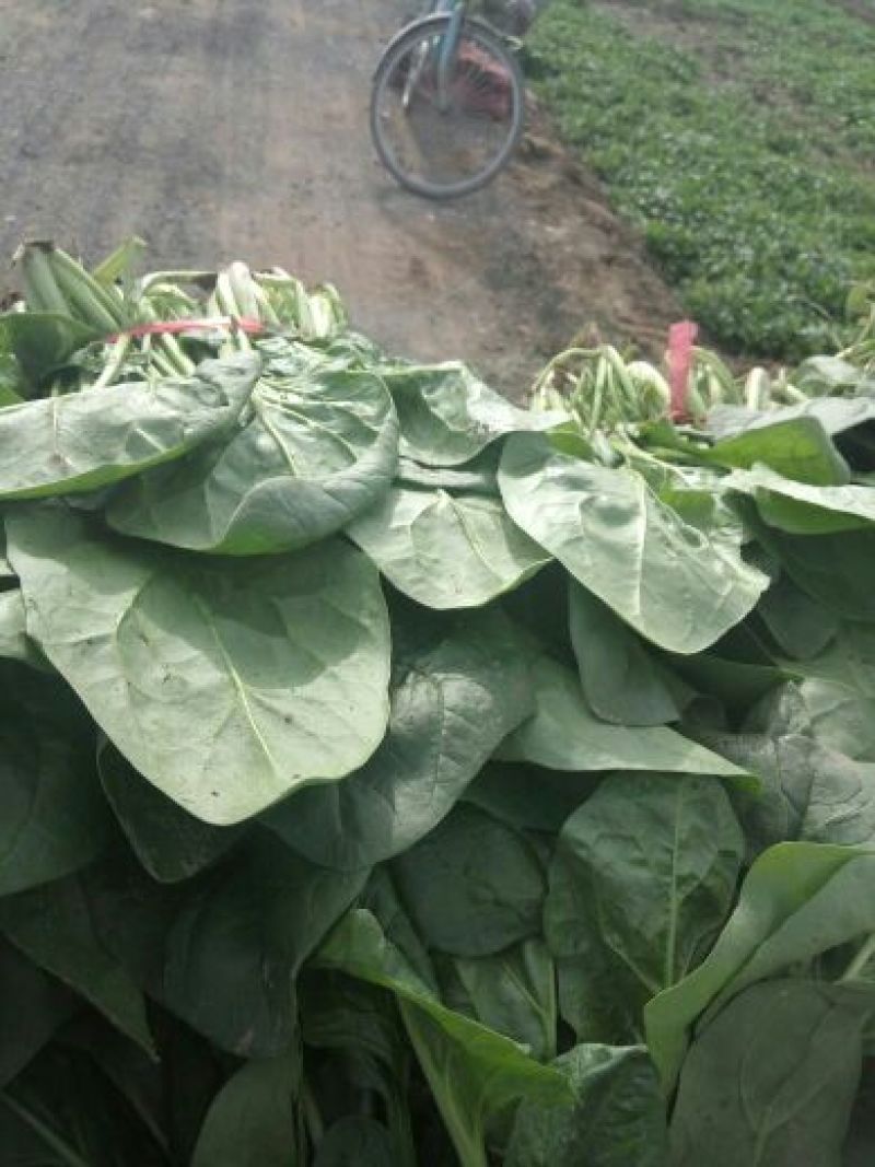 大叶菠菜30~45厘米对接全国市场量大从优品质**欢迎采购