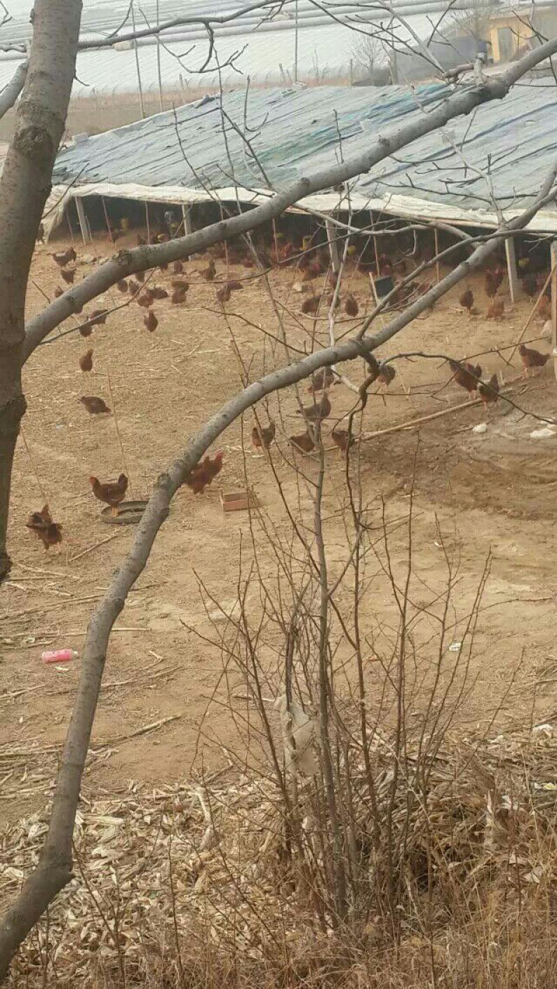 土地出租养鸡场