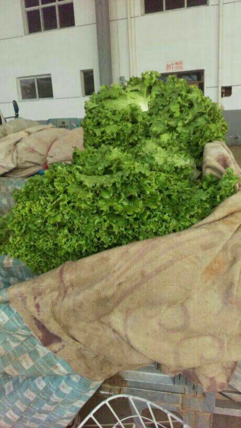 秋菠菜