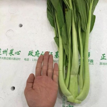 菜苔
