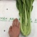菜苔