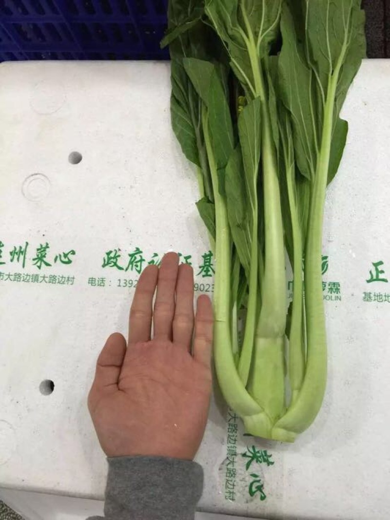 菜苔