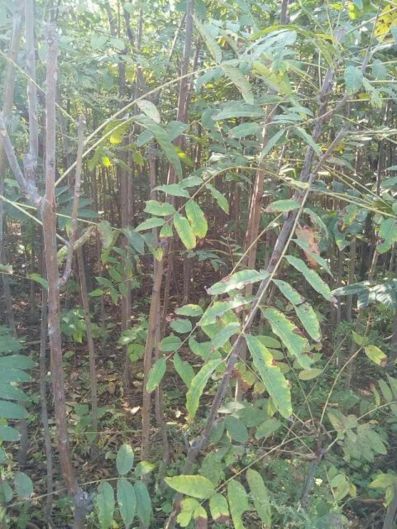 香椿苗成活率高