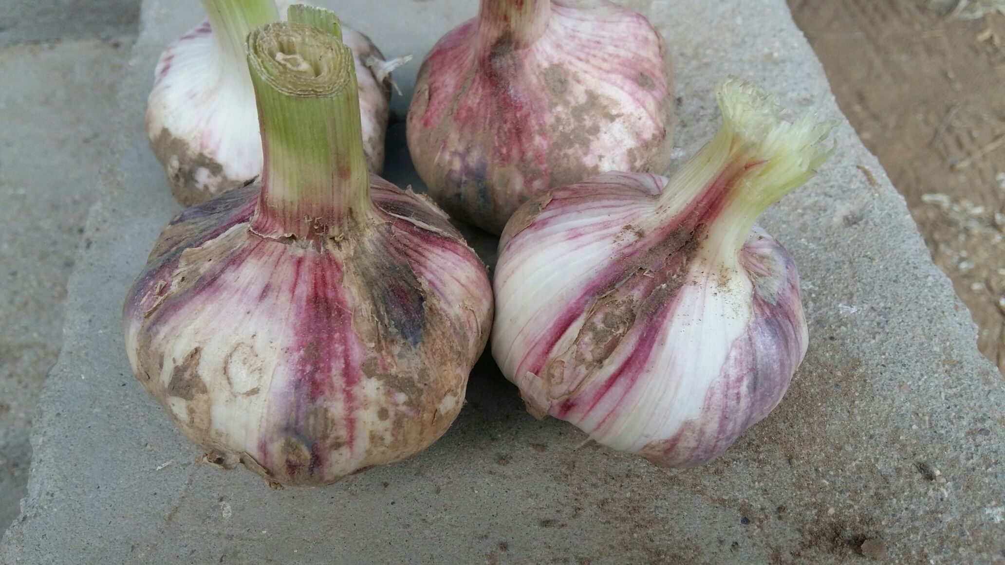 河南郑州市中牟县大蒜 5.5~6cm批发_张明伟供