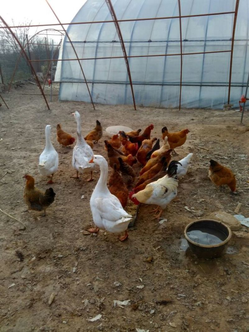 土鸡蛋食用50g以下