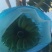 苹果蕉八成熟