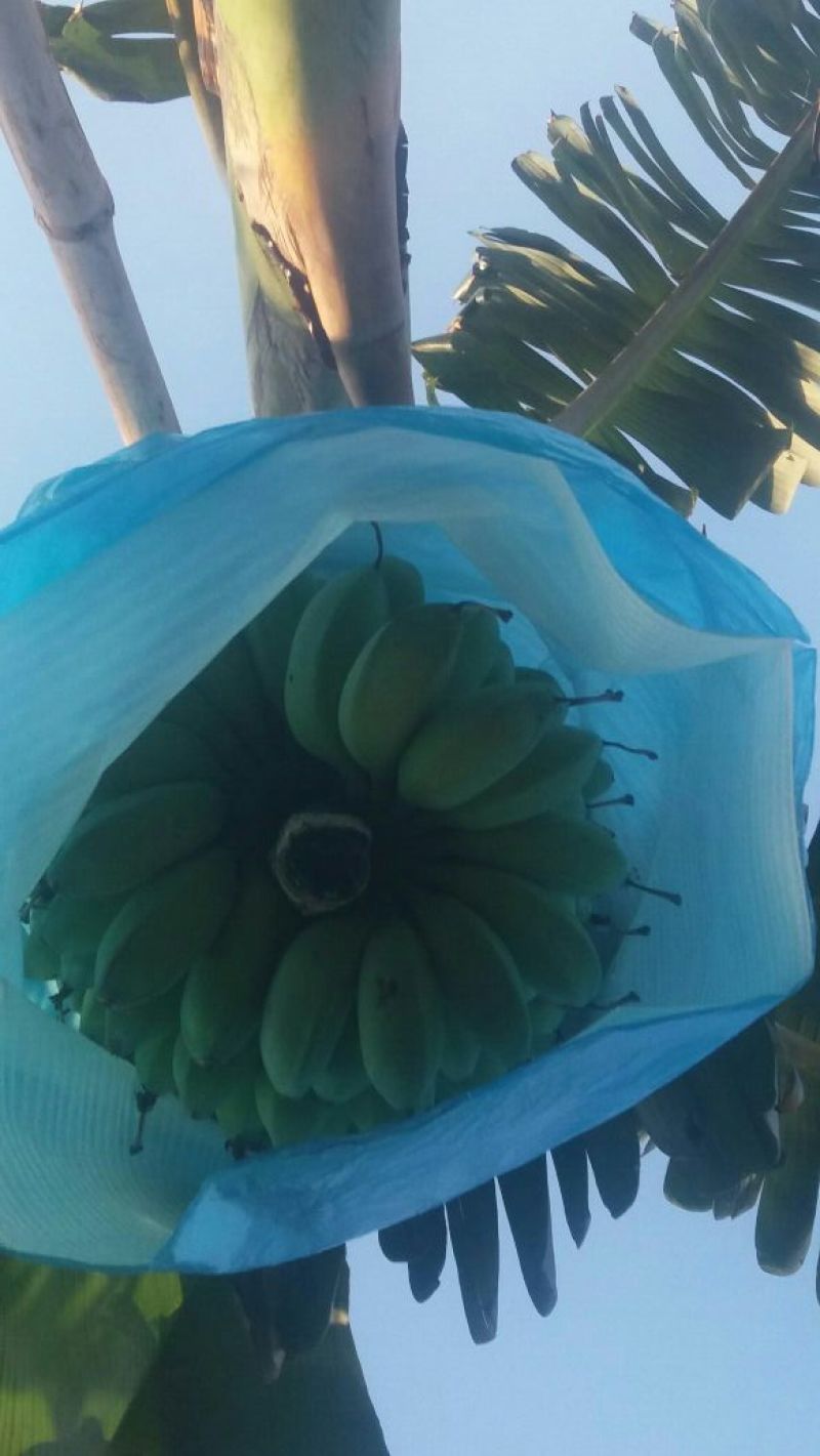 苹果蕉八成熟