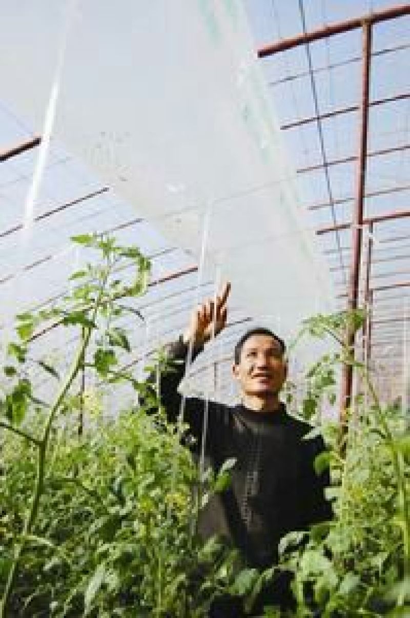 钢架大棚温室大棚连体大棚